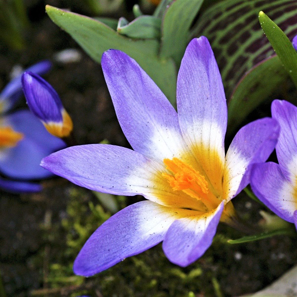 Crocus sieberi subsp. sublimus 'Tricolor'